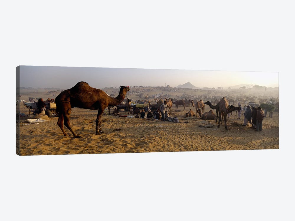 Camels in a fair, Pushkar Camel Fair, Pushkar, Rajasthan, India by Panoramic Images 1-piece Canvas Art