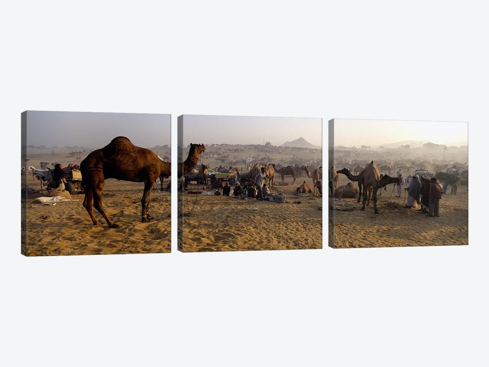 Camels in a fair, Pushkar Camel Fair, Pushkar, Rajasthan, India by Panoramic Images 3-piece Canvas Wall Art