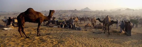 Camels: Camels in a fair, Pushkar Camel Fair, Pushkar, Rajasthan, India by Panoramic Images