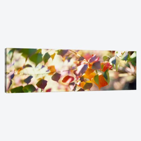 Chinese Tallow Leaves Canvas Print #PIM547} by Panoramic Images Canvas Art