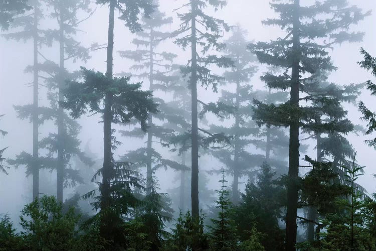 Foggy Forest Landscape, Olympic National Park, Washington, USA