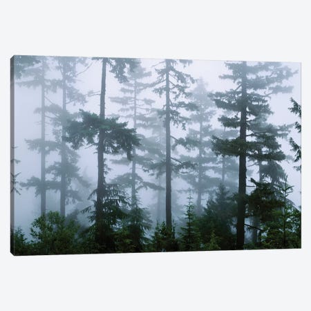 Foggy Forest Landscape, Olympic National Park, Washington, USA Canvas Print #PIM5568} by Panoramic Images Art Print