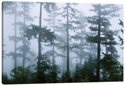 Foggy Forest Landscape, Olympic National Park, Washington, USA Canvas Art Print - Washington Art