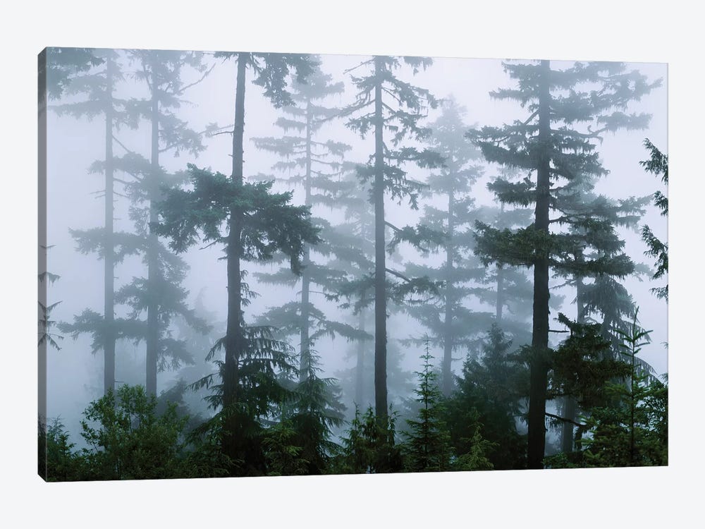 Foggy Forest Landscape, Olympic National Park, Washington, USA by Panoramic Images 1-piece Canvas Art
