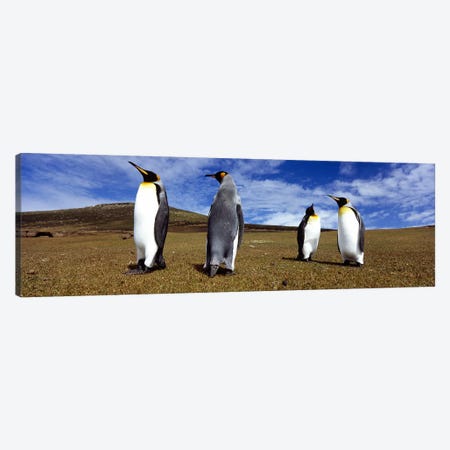 Four King penguins standing on a landscape, Falkland Islands (Aptenodytes patagonicus) Canvas Print #PIM5575} by Panoramic Images Art Print