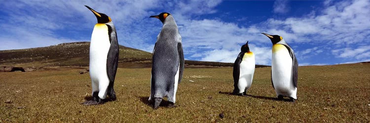 Four King penguins standing on a landscape, Falkland Islands (Aptenodytes patagonicus) by Panoramic Images wall art