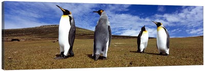 Four King penguins standing on a landscape, Falkland Islands (Aptenodytes patagonicus) Canvas Art Print - Penguin Art
