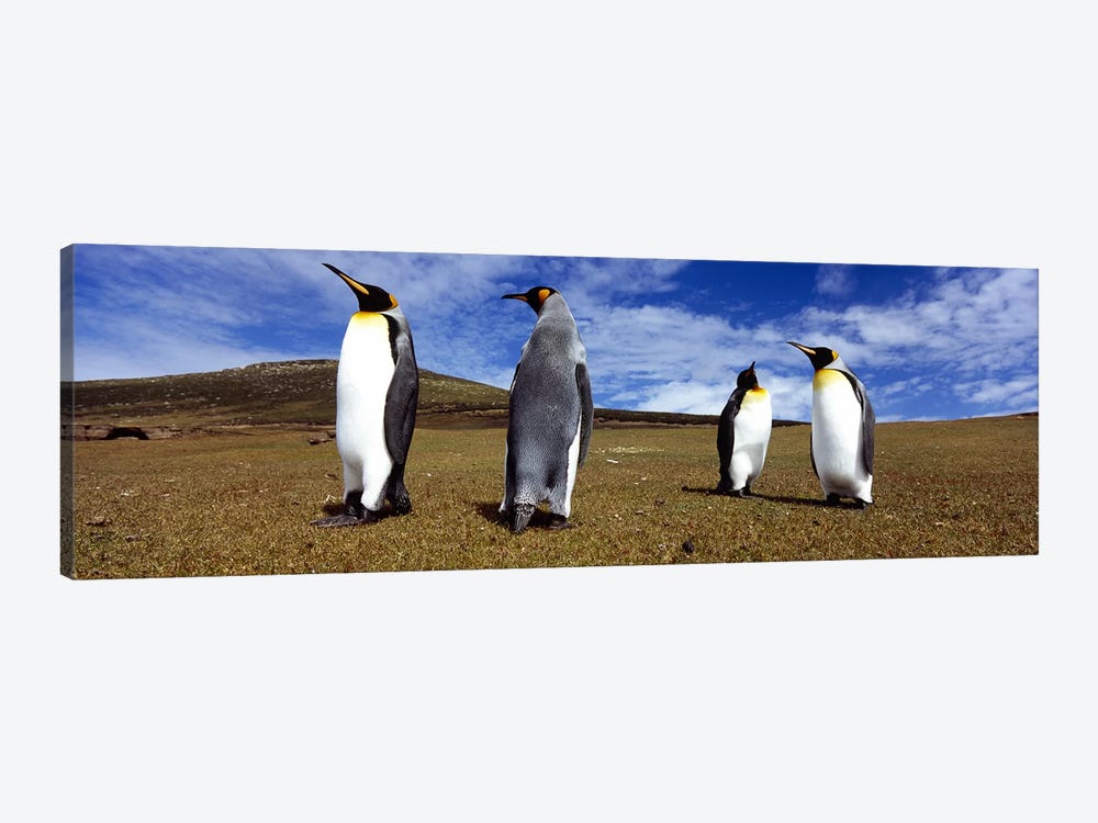 Four King penguins standing on a landscape, Falkland Islands (Aptenodytes patagonicus) by Panoramic Images 1-piece Canvas Wall Art