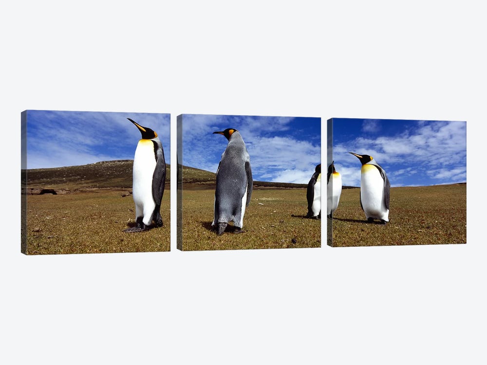 Four King penguins standing on a landscape, Falkland Islands (Aptenodytes patagonicus) by Panoramic Images 3-piece Canvas Wall Art