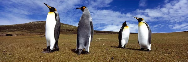 Penguins: Four King penguins standing on a landscape, Falkland Islands (Aptenodytes patagonicus) by Panoramic Images