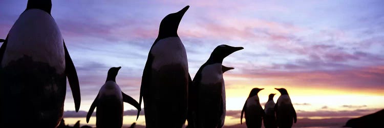 Silhouette of a group of Gentoo penguins, Falkland Islands (Pygoscelis papua)