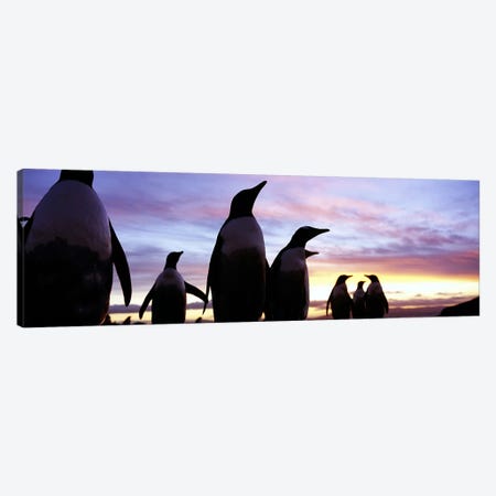 Silhouette of a group of Gentoo penguins, Falkland Islands (Pygoscelis papua) Canvas Print #PIM5576} by Panoramic Images Canvas Print