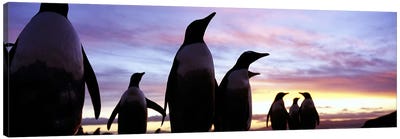 Silhouette of a group of Gentoo penguins, Falkland Islands (Pygoscelis papua) Canvas Art Print - Penguin Art
