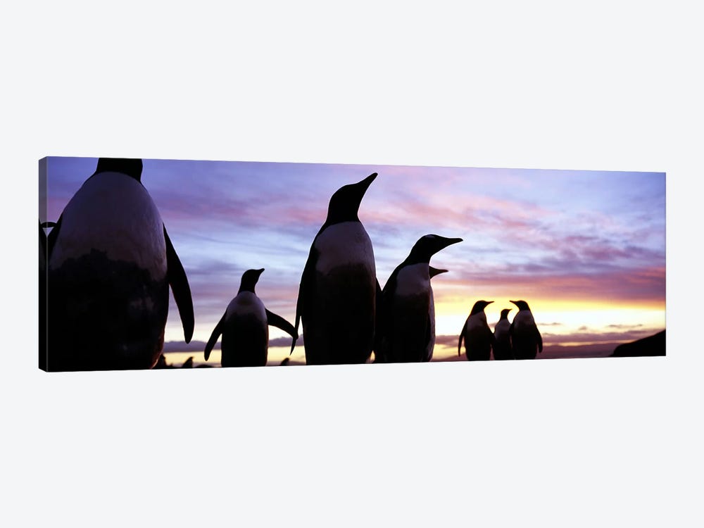 Silhouette of a group of Gentoo penguins, Falkland Islands (Pygoscelis papua) by Panoramic Images 1-piece Canvas Print