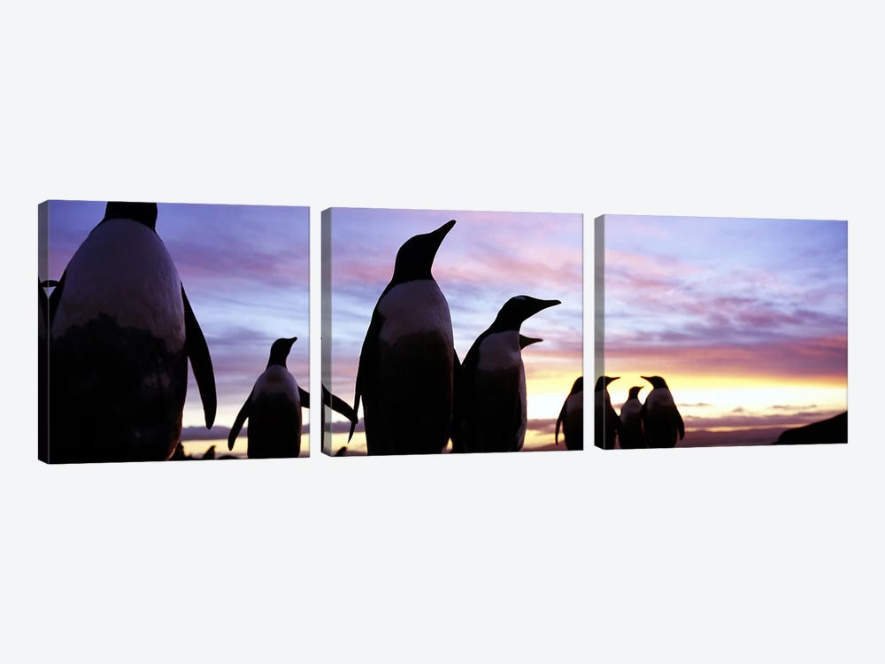 Silhouette of a group of Gentoo penguins, Falkland Islands (Pygoscelis papua) by Panoramic Images 3-piece Canvas Print