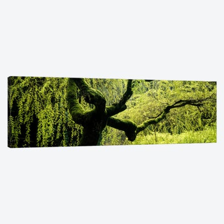 Moss growing on the trunk of a Weeping Willow tree, Japanese Garden, Washington Park, Portland, Oregon, USA Canvas Print #PIM5578} by Panoramic Images Canvas Wall Art