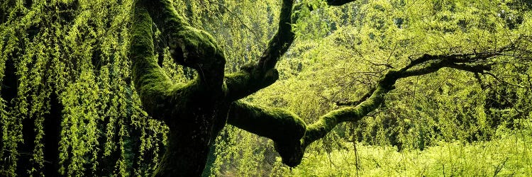 Moss growing on the trunk of a Weeping Willow tree, Japanese Garden, Washington Park, Portland, Oregon, USA by Panoramic Images wall art