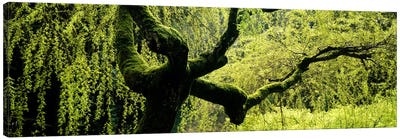 Moss growing on the trunk of a Weeping Willow tree, Japanese Garden, Washington Park, Portland, Oregon, USA Canvas Art Print - Willow Trees