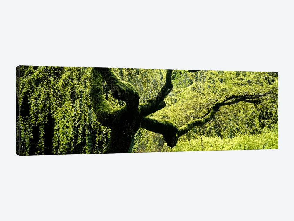 Moss growing on the trunk of a Weeping Willow tree, Japanese Garden, Washington Park, Portland, Oregon, USA by Panoramic Images 1-piece Canvas Art Print
