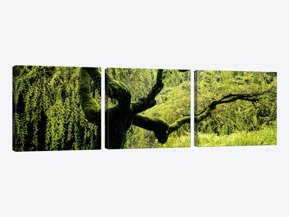 Moss growing on the trunk of a Weeping Willow tree, Japanese Garden, Washington Park, Portland, Oregon, USA by Panoramic Images 3-piece Art Print
