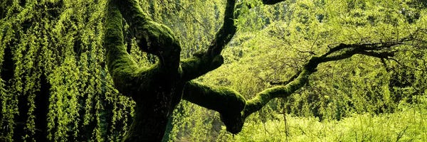 Moss growing on the trunk of a Weeping Willow tree, Japanese Garden, Washington Park, Portland, Oregon, USA