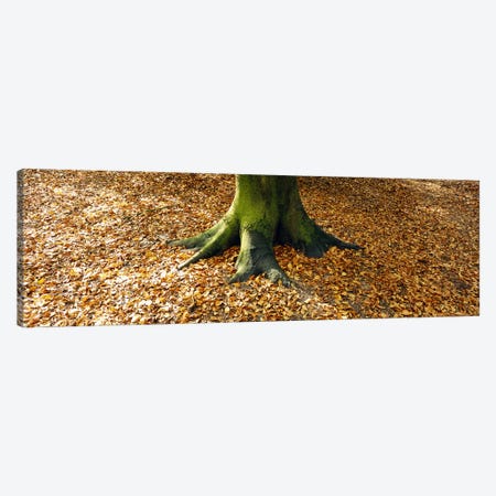 Low section view of a tree trunk, Berlin, Germany Canvas Print #PIM5583} by Panoramic Images Art Print