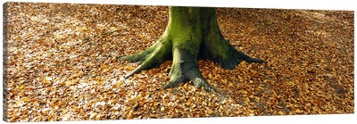 Low section view of a tree trunk, Berlin, Germany Canvas Art Print - Autumn Art