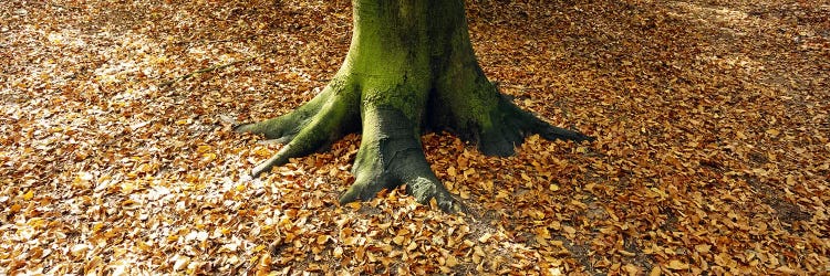 Low section view of a tree trunk, Berlin, Germany