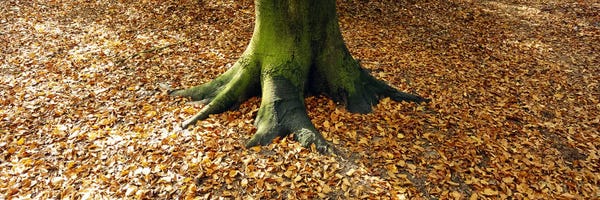 Berlin: Low section view of a tree trunk, Berlin, Germany by Panoramic Images