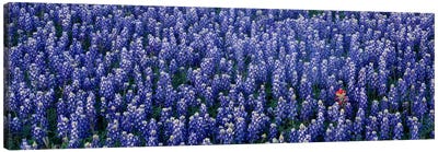 Bluebonnet flowers in a field, Hill county, Texas, USA Canvas Art Print - Nature Panoramics