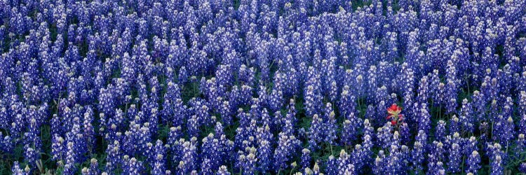 Bluebonnet flowers in a field, Hill county, Texas, USA