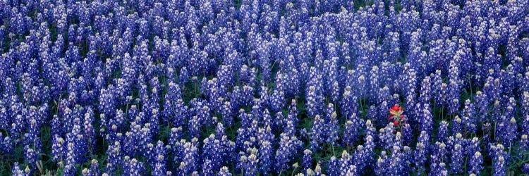 Bluebonnet flowers in a field, Hill county, Texas, USA by Panoramic Images wall art