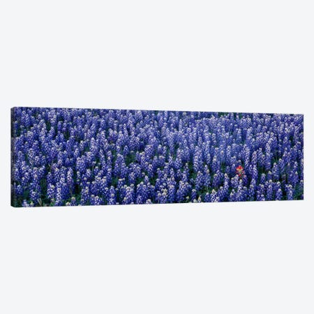Bluebonnet flowers in a field, Hill county, Texas, USA Canvas Print #PIM558} by Panoramic Images Canvas Wall Art