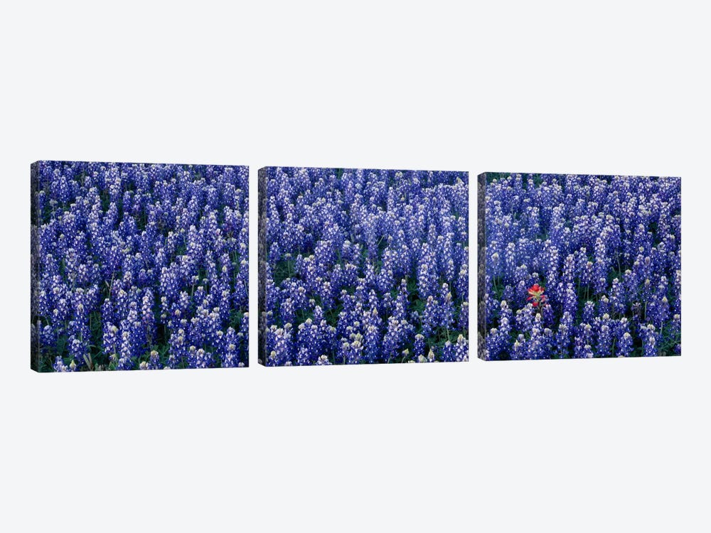 Bluebonnet flowers in a field, Hill county, Texas, USA by Panoramic Images 3-piece Art Print