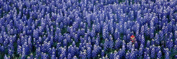 Panoramic Images: Bluebonnet flowers in a field, Hill county, Texas, USA by Panoramic Images