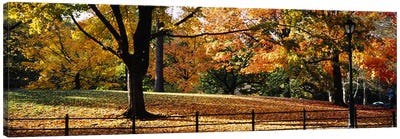Trees in a forest, Central Park, Manhattan, New York City, New York, USA Canvas Art Print - City Parks