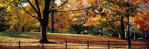Manhattan: Trees in a forest, Central Park, Manhattan, New York City, New York, USA by Panoramic Images