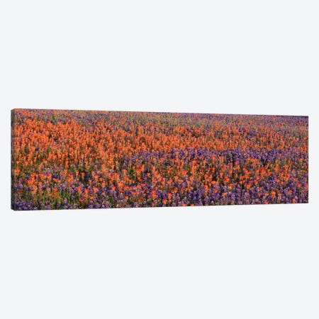 Texas Bluebonnets & Indian Paintbrushes in a fieldTexas, USA Canvas Print #PIM559} by Panoramic Images Canvas Art