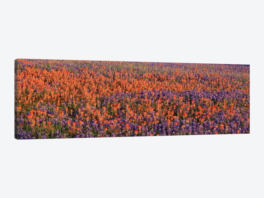 Texas Bluebonnets & Indian Paintbrushes in a fieldTexas, USA by Panoramic Images 1-piece Canvas Wall Art