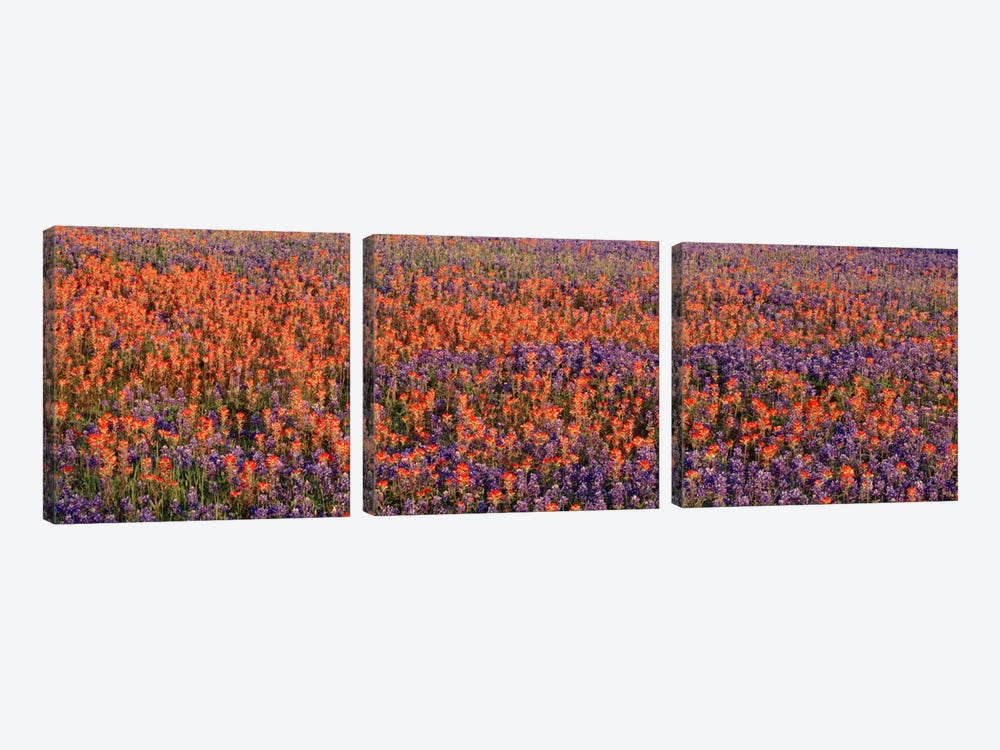 Texas Bluebonnets & Indian Paintbrushes in a fieldTexas, USA by Panoramic Images 3-piece Canvas Art