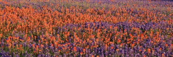 Spring: Texas Bluebonnets & Indian Paintbrushes in a fieldTexas, USA by Panoramic Images