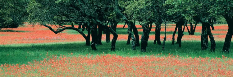 Indian Paintbrushes And Scattered Oaks, Texas Hill Co, Texas, USA