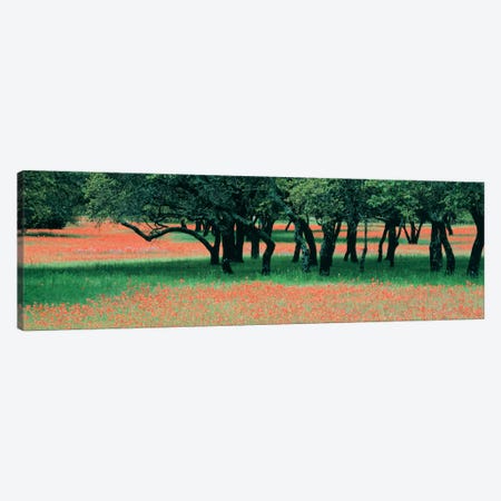 Indian Paintbrushes And Scattered Oaks, Texas Hill Co, Texas, USA Canvas Print #PIM560} by Panoramic Images Canvas Print