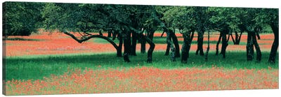 Indian Paintbrushes And Scattered Oaks, Texas Hill Co, Texas, USA Canvas Art Print - Oak Tree Art