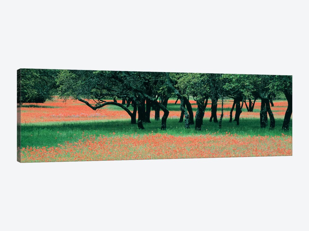 Indian Paintbrushes And Scattered Oaks, Texas Hill Co, Texas, USA by Panoramic Images 1-piece Canvas Artwork
