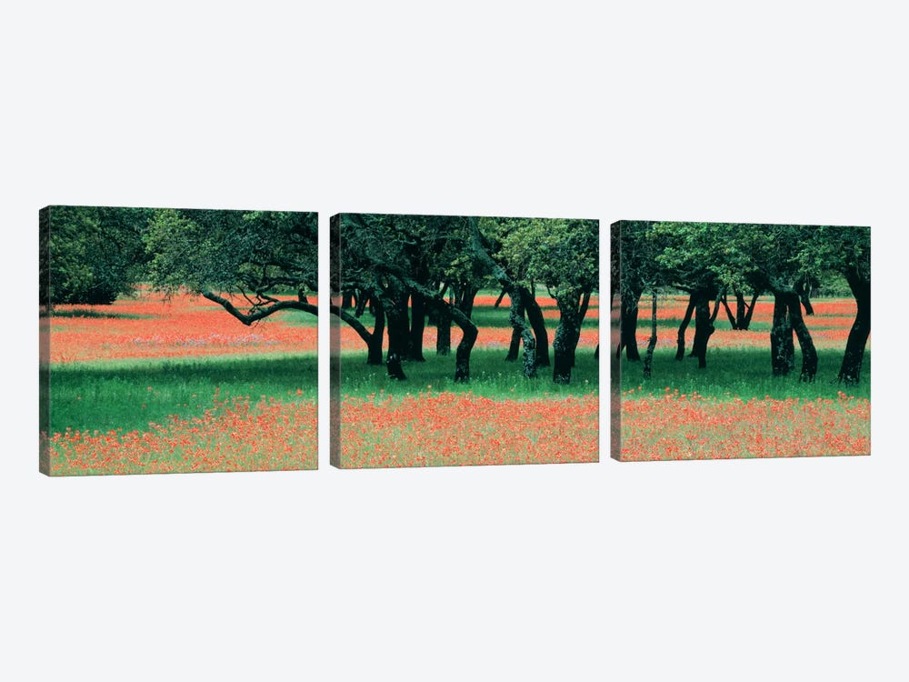 Indian Paintbrushes And Scattered Oaks, Texas Hill Co, Texas, USA by Panoramic Images 3-piece Canvas Artwork