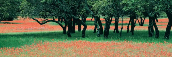 Oak Trees: Indian Paintbrushes And Scattered Oaks, Texas Hill Co, Texas, USA by Panoramic Images