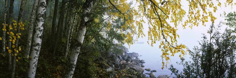 Birch Trees Along The Shore, Puumala, Southern Savonia, Finland