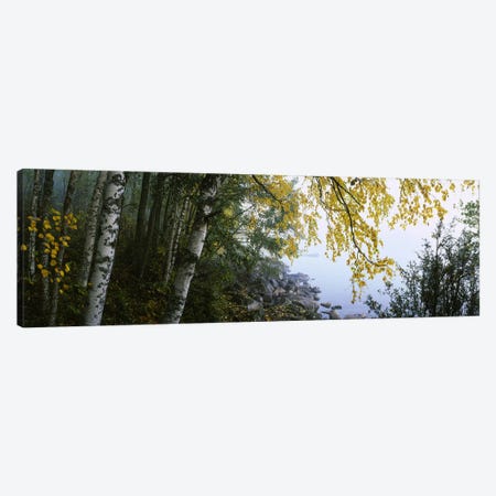 Birch Trees Along The Shore, Puumala, Southern Savonia, Finland Canvas Print #PIM5656} by Panoramic Images Canvas Art