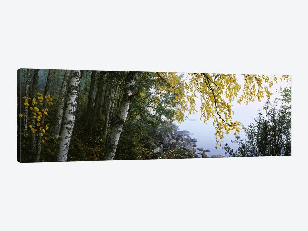 Birch Trees Along The Shore, Puumala, Southern Savonia, Finland by Panoramic Images 1-piece Art Print